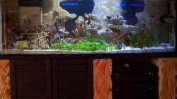 Dekoration im Aquarium Becken 9800