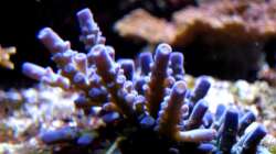 Acropora granulosa - ( bin mir nicht sicher)