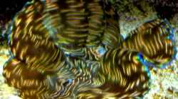Tridacna derasa - Mördermuschel