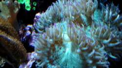 Catalaphyllia jardinei - Wunderkoralle