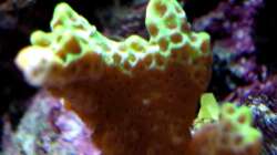 Montipora confusa - Mikroporenkoralle