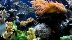 Aquarium Becken 9800