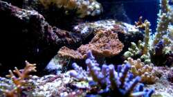 Aquarium Becken 9800