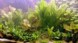 Pflanzen im Aquarium Becken 988