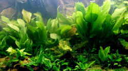 Pflanzen im Aquarium Becken 988