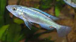 junge Lipochromis `Matumbi hunter`