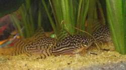 Besatz im Aquarium Becken 9926