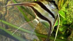 Besatz im Aquarium Becken 9926