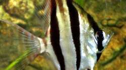 Besatz im Aquarium Becken 9926