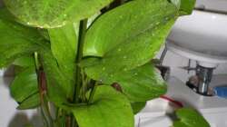 Pflanzen im Aquarium Becken 9926