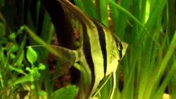 Besatz im Aquarium Becken 9926
