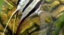 Besatz im Aquarium Becken 9926