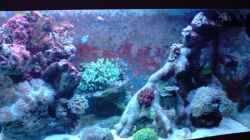 Aquarium Becken 9928