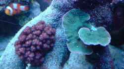 Pflanzen im Aquarium Becken 9928
