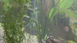 Pflanzen im Aquarium Becken 9940