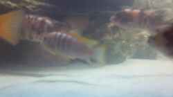 Labidochromis Red Top sp. Hongi Bock
