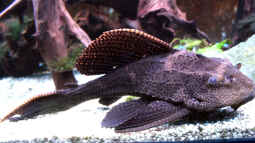Einsteigerleitfaden für die Haltung südamerikanischer Welse: Tipps und Tricks für Aquarianer