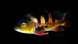 Die Giganten des Aquariums: Tropische Raubfische, die nur in großzügigen Becken gedeihen!