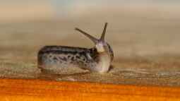 Das faszinierende Leben der Tigerschnecke im Terrarium: Ein buntes Abenteuer unter der Schale