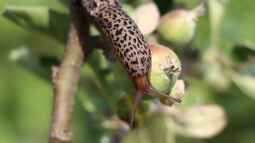 Das faszinierende Leben der Tigerschnecke im Terrarium: Ein buntes Abenteuer unter der Schale