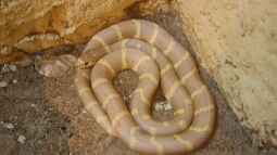 Die Königsnattern der Gattung Lampropeltis: Meister der Tarnung und Eleganz