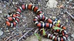 Die Königsnattern der Gattung Lampropeltis: Meister der Tarnung und Eleganz