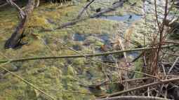 Keine Angst vor der Algenblüte