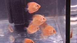 Rechtliche Auflagen für Zierfischzucht in Deutschland: Was Sie wissen müssen