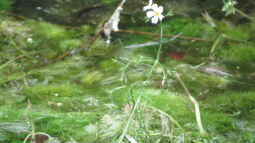 Mit Unterwasserpflanzen gegen die Algenplage