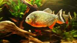 Scheibensalmler und Piranhas: Das sind die Unterschiede