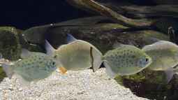 Scheibensalmler und Piranhas: Das sind die Unterschiede