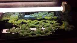 Was sind die besseren Alternativen zum Aufzuchtkasten?