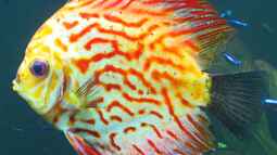 Wie Gerbstoffe und Huminsäure die Wasserwerte beeinflussen