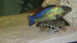 Begriffe erklärt: Was sind Milchner und Rogner?