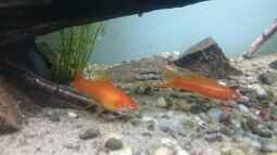 Was versteht man unter Sexualdimorphismus?