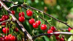 Der Lebenszyklus von Obstbäumen: Wann ist es Zeit für einen Ersatz?