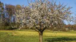 Der Lebenszyklus von Obstbäumen: Wann ist es Zeit für einen Ersatz?