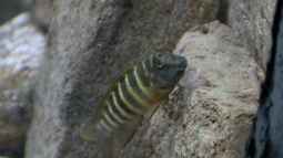 Woher hat der Tanganjika-Clown seinen Namen?