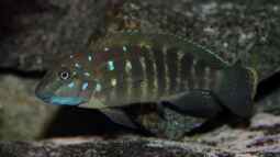 Woher hat der Tanganjika-Clown seinen Namen?