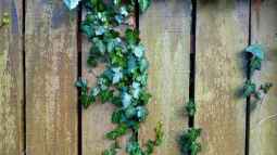 Immergrüne Pflanzen in der Kälte: So überstehen sie den Frost