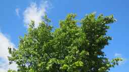 Die Linde - Heilpflanze des Jahres 2025