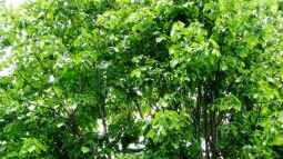 Die Linde - Heilpflanze des Jahres 2025