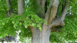 Die Linde - Heilpflanze des Jahres 2025