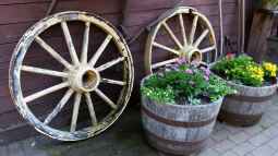 Gartenpflanzen im Winterquartier: Wichtige Pflegemaßnahmen