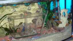 Zierfische ohne Stress fangen: Die 5 besten Tricks