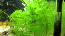 Die beliebtesten Stängelpflanzen in der Aquaristik