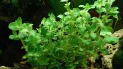 Die beliebtesten Stängelpflanzen in der Aquaristik