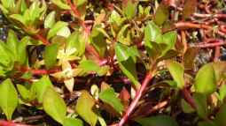 Die beliebtesten Stängelpflanzen in der Aquaristik