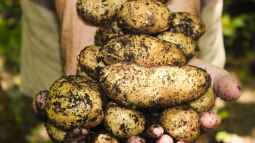 Kartoffeln im Garten selbst pflanzen: Was sind die besten Arten?