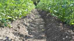 Kartoffeln im Garten selbst pflanzen: Was sind die besten Arten?